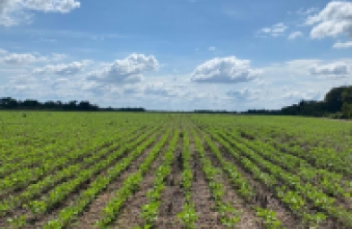 Fazenda para venda em Baixa Grande do Ribeiro